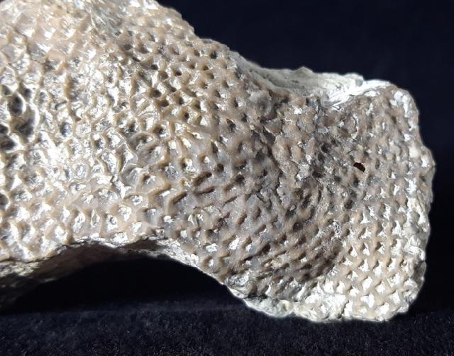 Alveolites sp. LAMARCK 1801 + Pygidium einer Calymene - Bild © FossNet FossilienStore